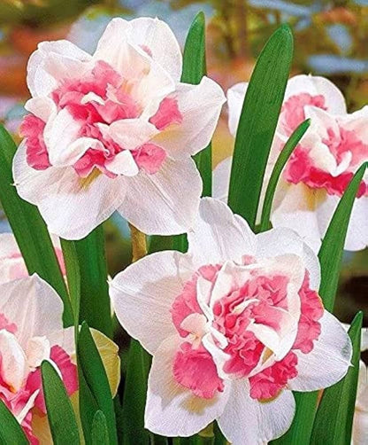 Baby Pink flower seeds