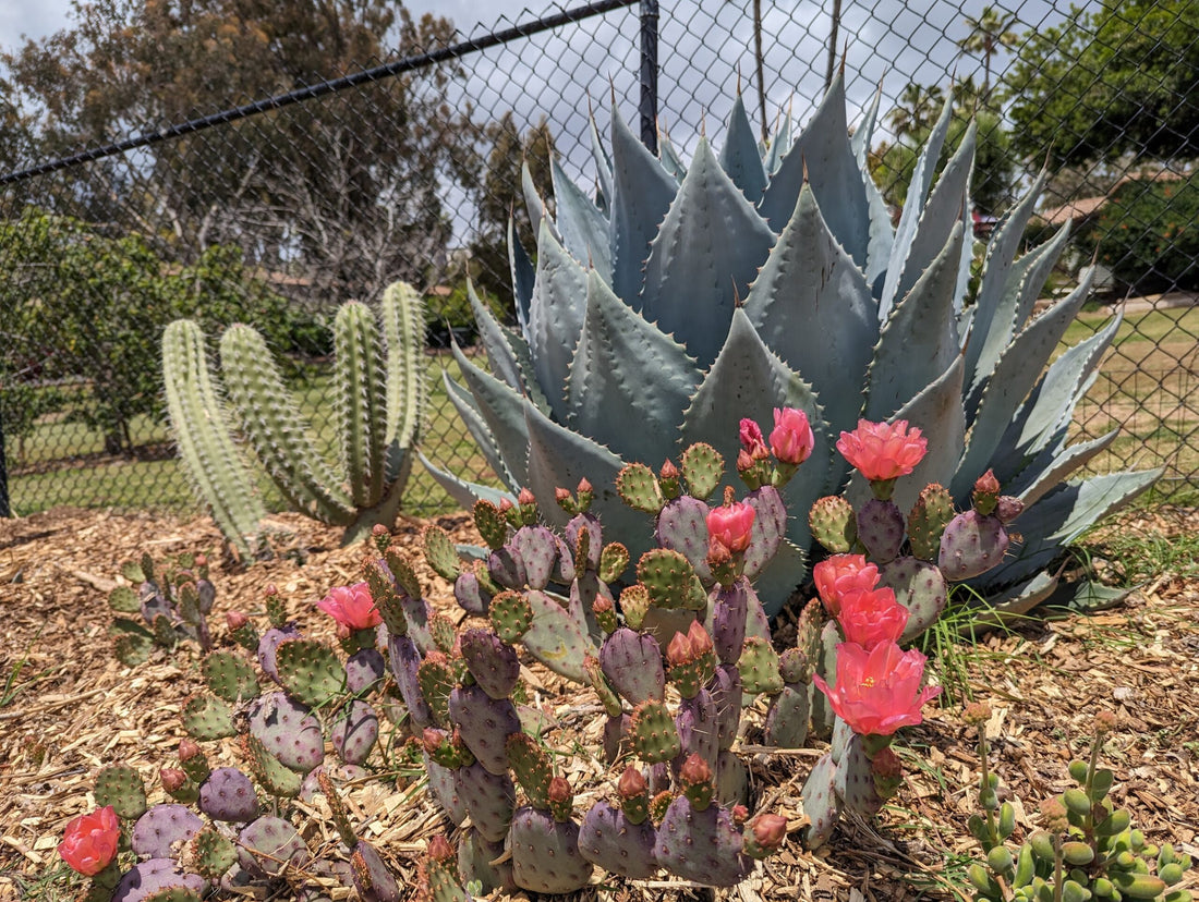 opuntia cactus seeds