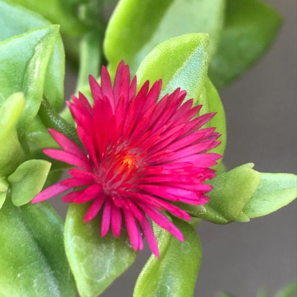 Red Aptenia flower seeds