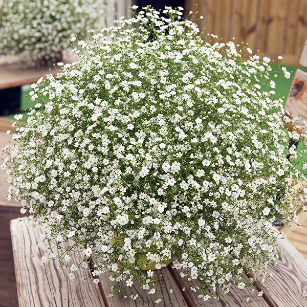 Delicate Baby'S flower seeds