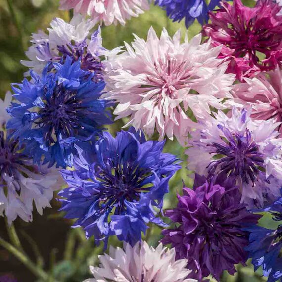 Mixed Bachelor Button flowers in blue, pink, white, and purple shades