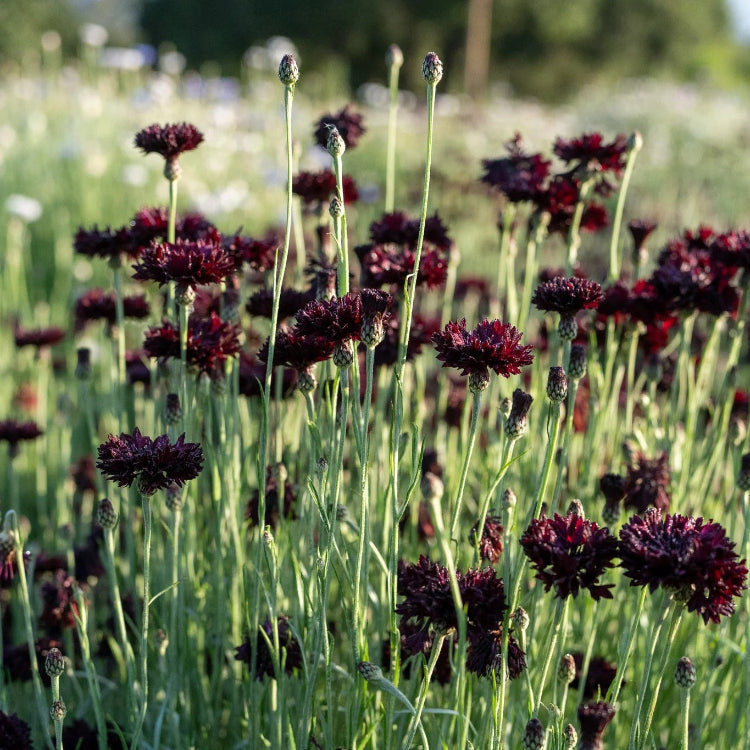 Maroon Bachelor Buttons plant