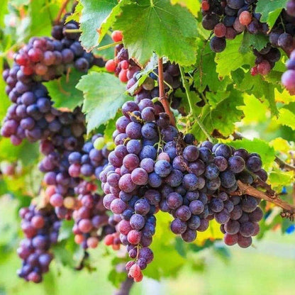 vitis vinifera grape seeds