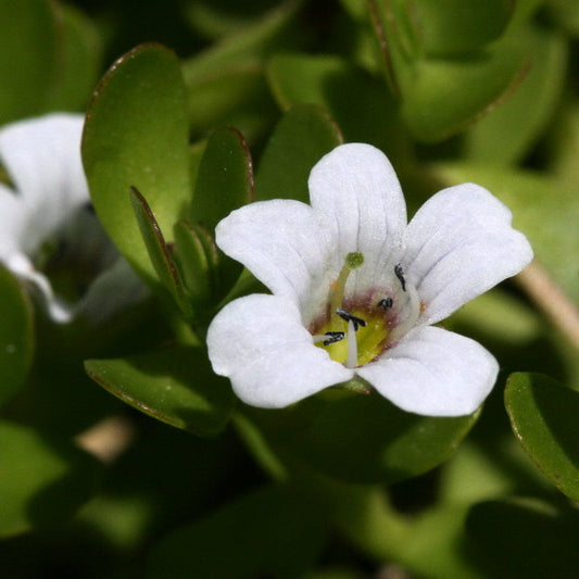 Bacopa Colgantes flower seeds