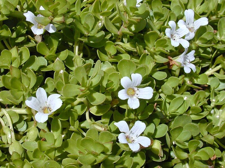 Bacopa Monnieri herb seeds for planting with green foliage and delicate white flowers