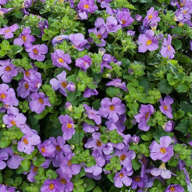 Gulliver flower seeds