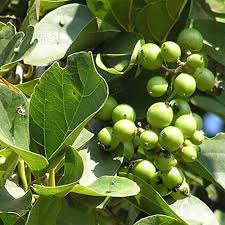  Bael Tree with Green Aromatic Foliage 