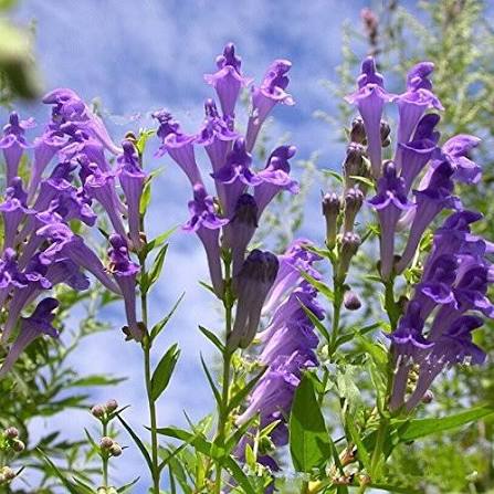Blue Violet Baikal Skullcap Flowers in Cottage Garden