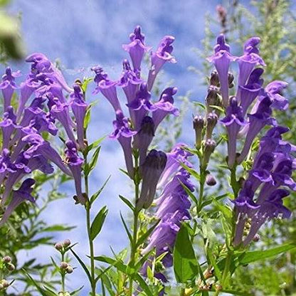Blue Violet Baikal Skullcap Flowers in Cottage Garden
