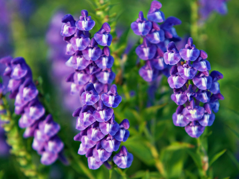 Blue Violet Baikal Skullcap Flowers in Cottage Garden