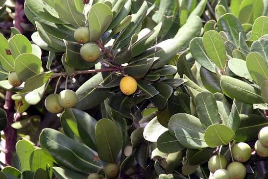 Balatá fruit seeds for planting, featuring the seeds of a tropical evergreen tree known as Manilkara bidentata.