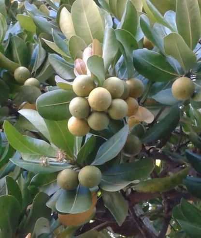 Balatá fruit seeds for planting, featuring the seeds of a tropical evergreen tree known as Manilkara bidentata.