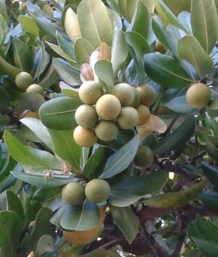 Balatá fruit seeds for planting, featuring the seeds of a tropical evergreen tree known as Manilkara bidentata.