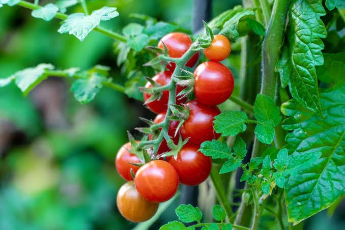 Cherry Tomato Vegetable Seeds for Planting – Heirloom Non-GMO Garden Seeds
