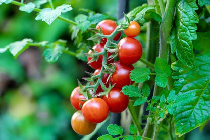 Cherry Tomato Vegetable Seeds for Planting – Heirloom Non-GMO Garden Seeds