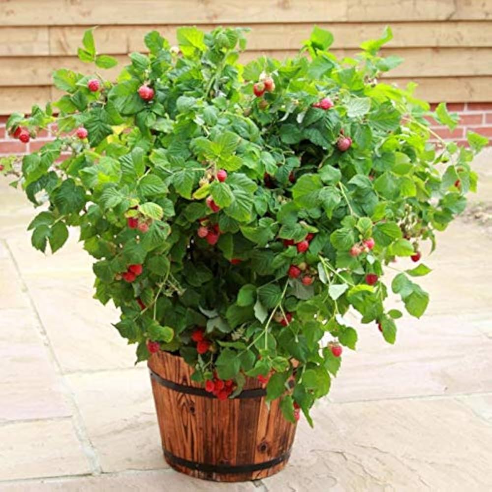 edible berry seeds