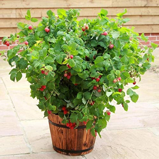 edible berry seeds