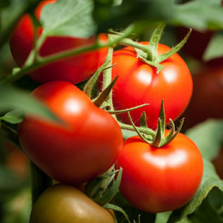 Balkon Red Tomato Seeds