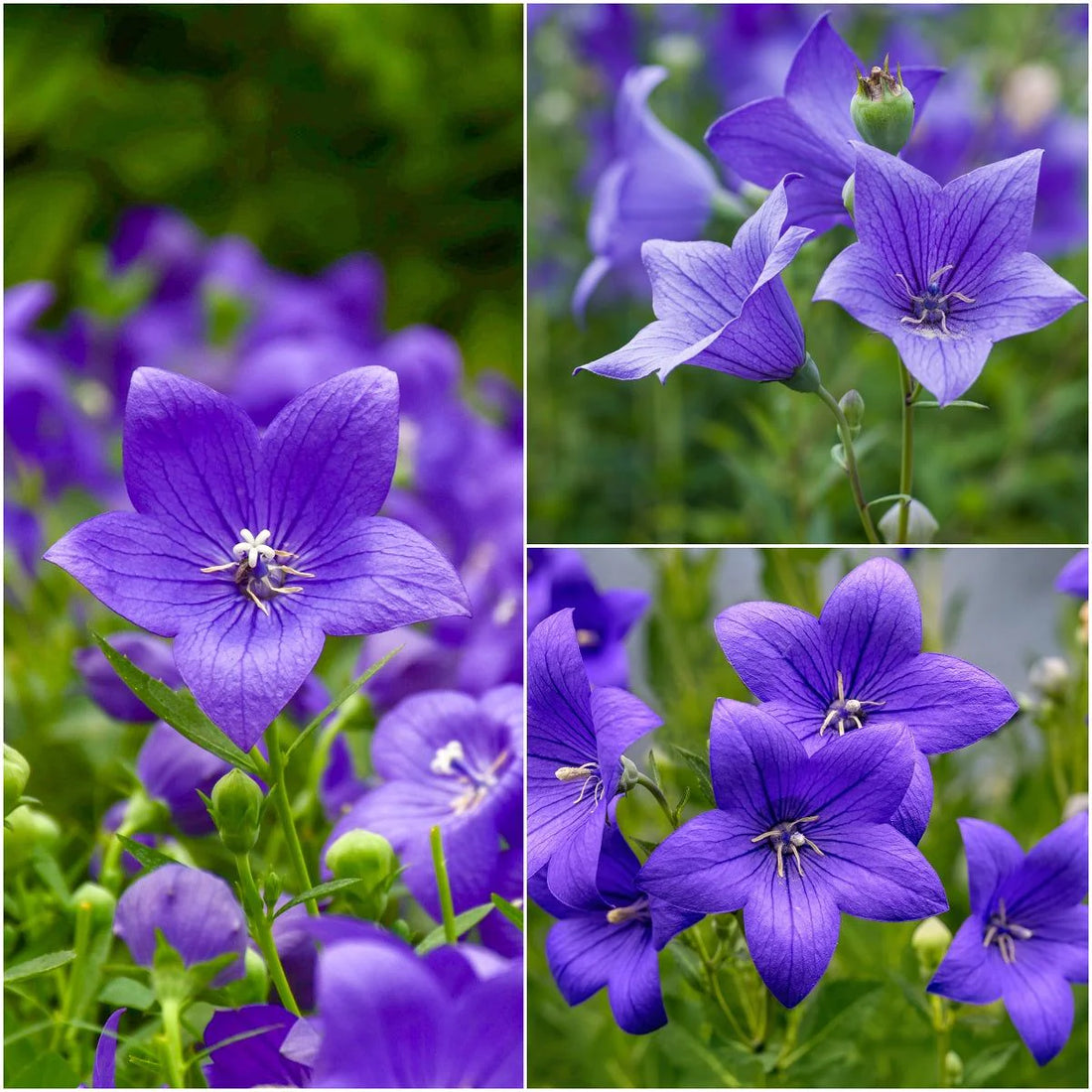 Balloon Goluboy flower seeds