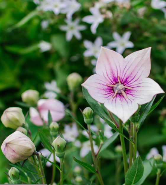 Pink Balloon flower seeds