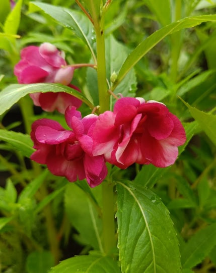 Pink Balsam flower seeds