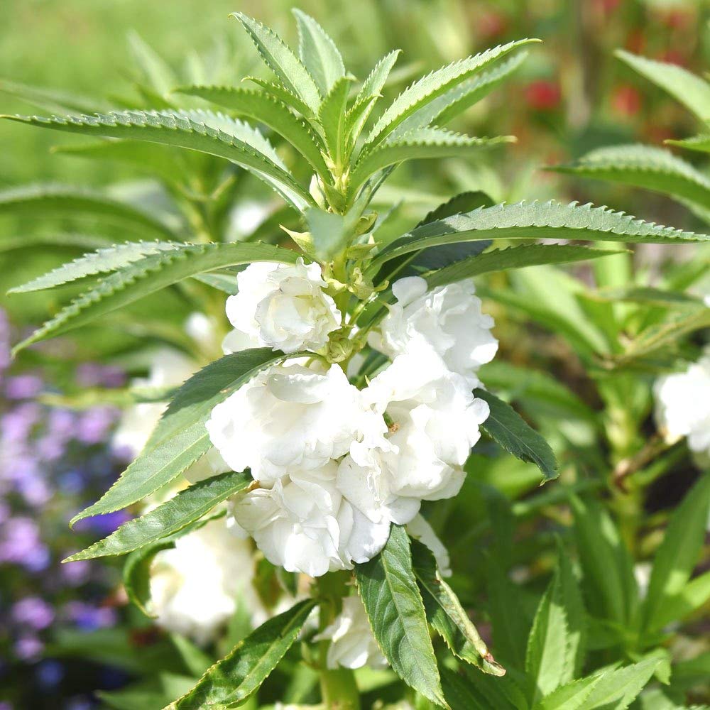 Balsam flower seeds