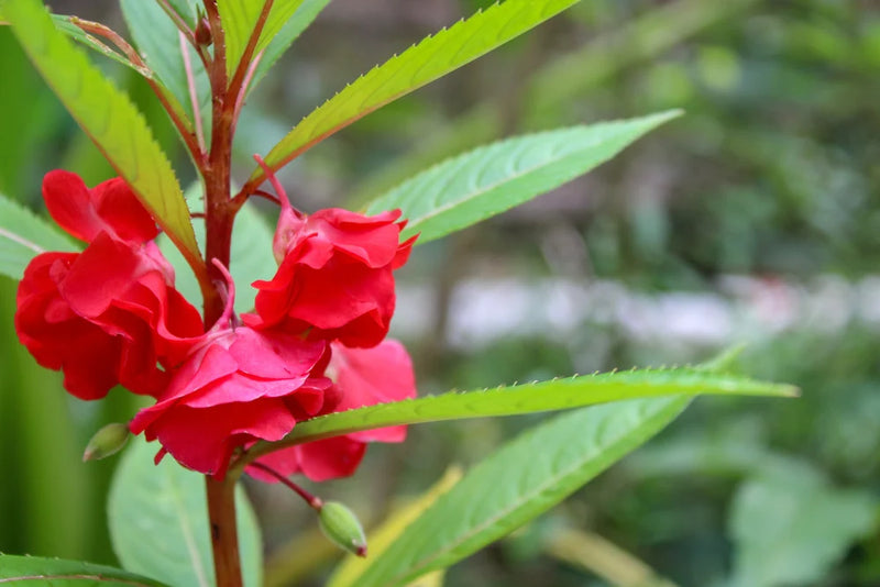 Balsam Flower Seeds for Planting – Heirloom Non-GMO Garden Seeds