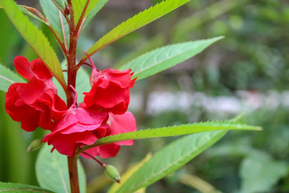 Balsam Flower Seeds for Planting – Heirloom Non-GMO Garden Seeds