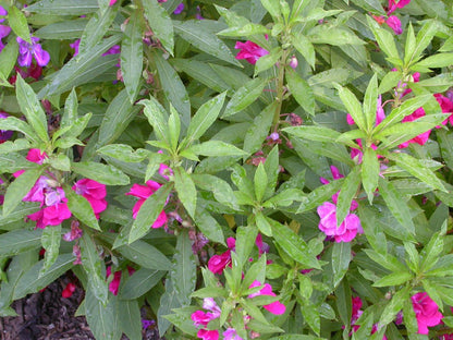 Balsamine flower seeds
