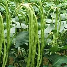 Bambara Groundnut Vegetable Seeds for Planting