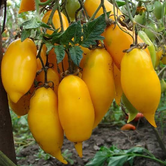 Banana Legs Yellow Tomato Seeds for Planting producing golden-yellow, elongated banana-shaped tomatoes in home vegetable gardens