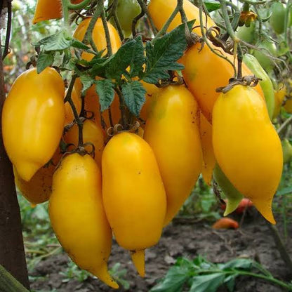 Banana Legs Yellow Tomato Seeds for Planting producing golden-yellow, elongated banana-shaped tomatoes in home vegetable gardens