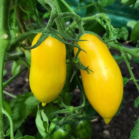 Banana Legs Yellow Tomato Seeds for Planting producing golden-yellow, elongated banana-shaped tomatoes in home vegetable gardens