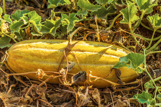 banana melon seeds