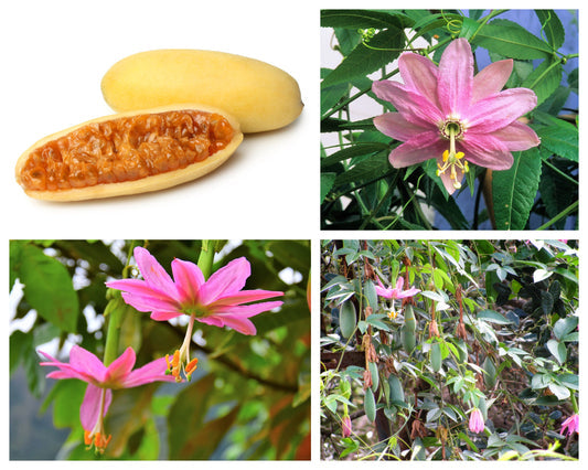 banana passion fruit seeds