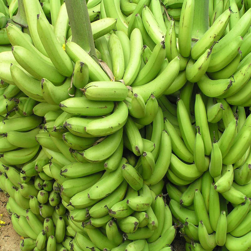  Green Banana Paw Fruit Seeds for Planting for Growing a Unique Fruiting Plant