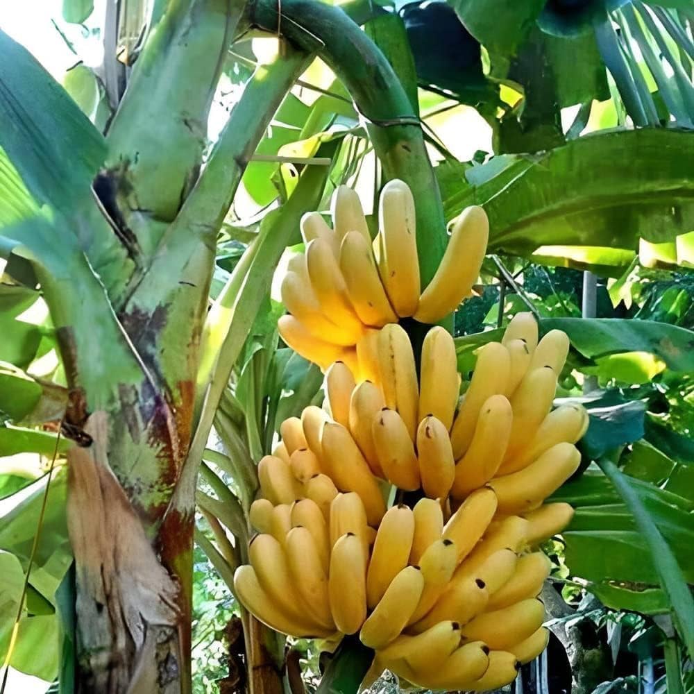 banana musa acuminata seeds