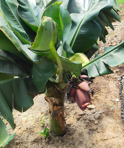 Banana Musa Fruit Seeds for Planting – Heirloom Tropical Banana Seeds