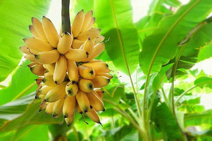 Banana Musa acuminata Fruit Seeds for Planting – Heirloom Non-GMO Banana Seeds
