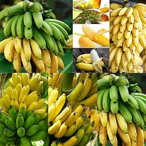 banana musa seeds