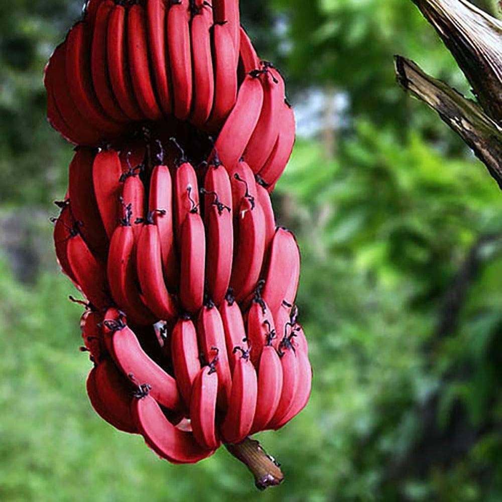 banana musa seeds