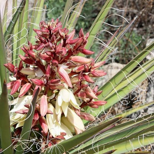Banana Yucca Desert Plant