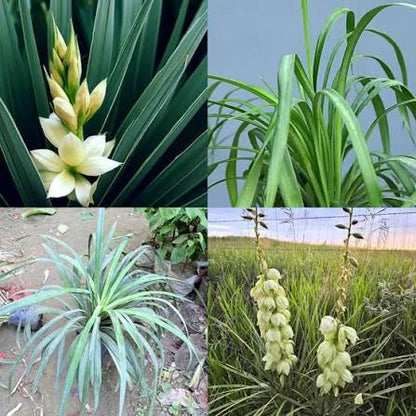 Banana Yucca Desert Plant
