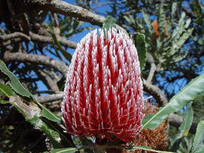 Banksia flower seeds