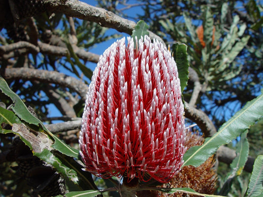 Banksia flower seeds