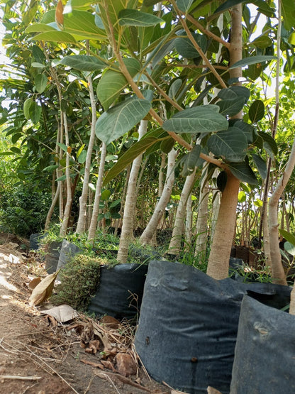 Banyan Tree Seeds for Planting – Ficus benghalensis tropical tree