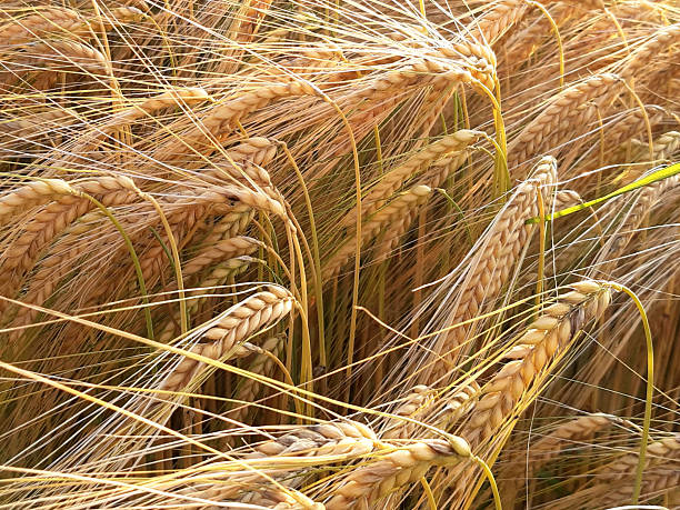Barley seeds for planting with mature golden barley plants growing in a sunny garden