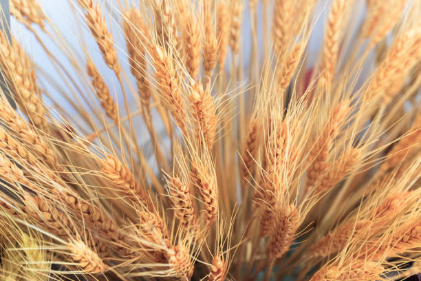 Barley seeds for planting with mature golden barley plants growing in a sunny garden