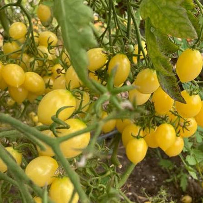Barry's Crazy Cherry Yellow Tomato Seeds for Planting producing abundant clusters of sweet pale yellow cherry tomatoes in home vegetable gardens