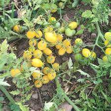 Barry's Crazy Cherry Yellow Tomato Seeds for Planting producing abundant clusters of sweet pale yellow cherry tomatoes in home vegetable gardens
